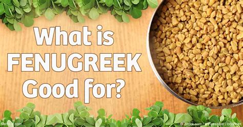 What is fenugreek good for